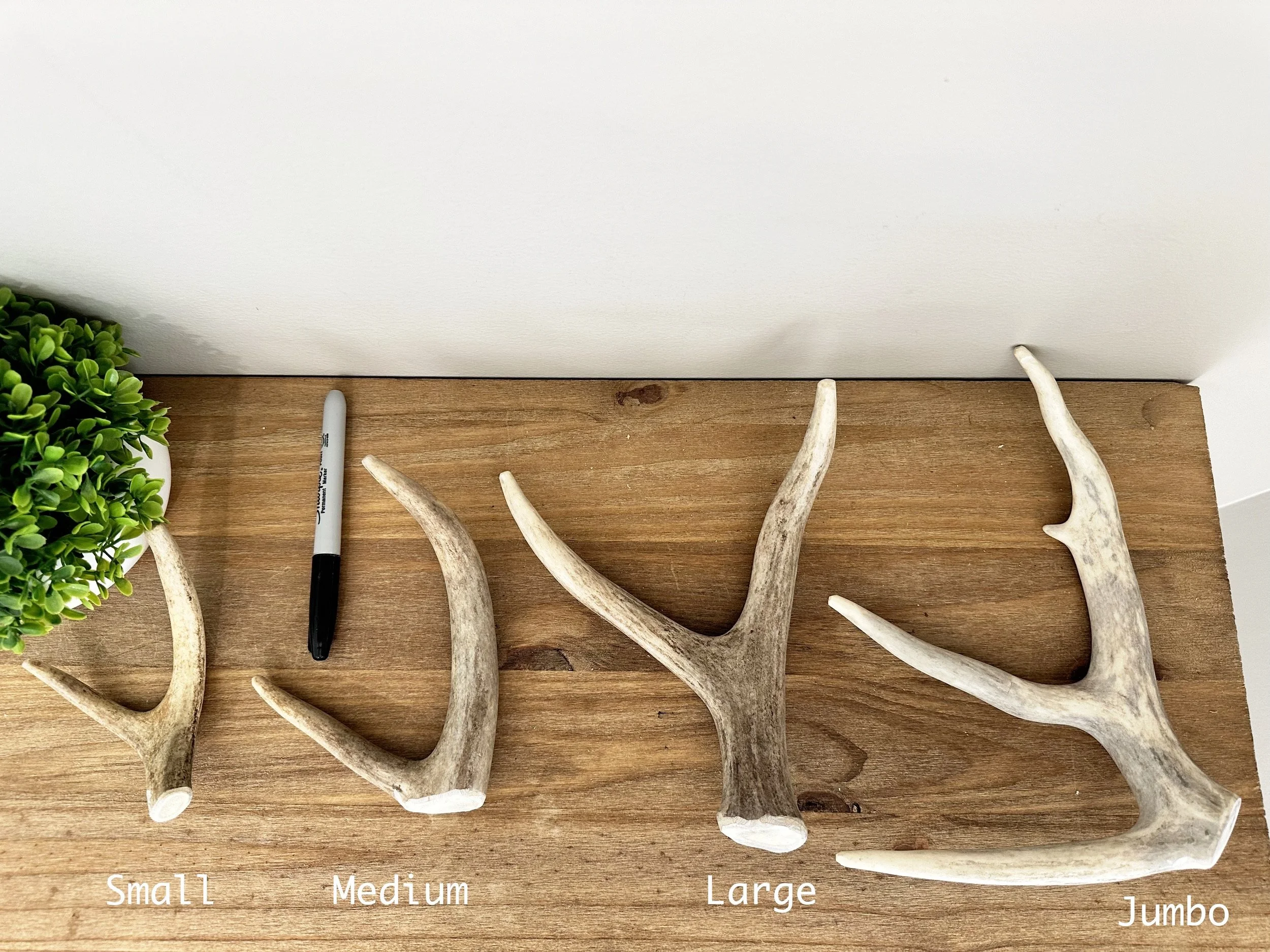 Deer Antler Dog Chews [Premium Quality] BEAM END PIECES | All